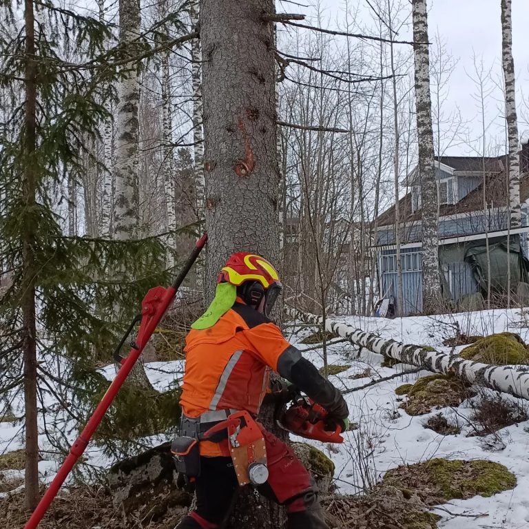 Harvennushakkuu vai raivaus – mitä eroa töillä on metsänomistajalle?